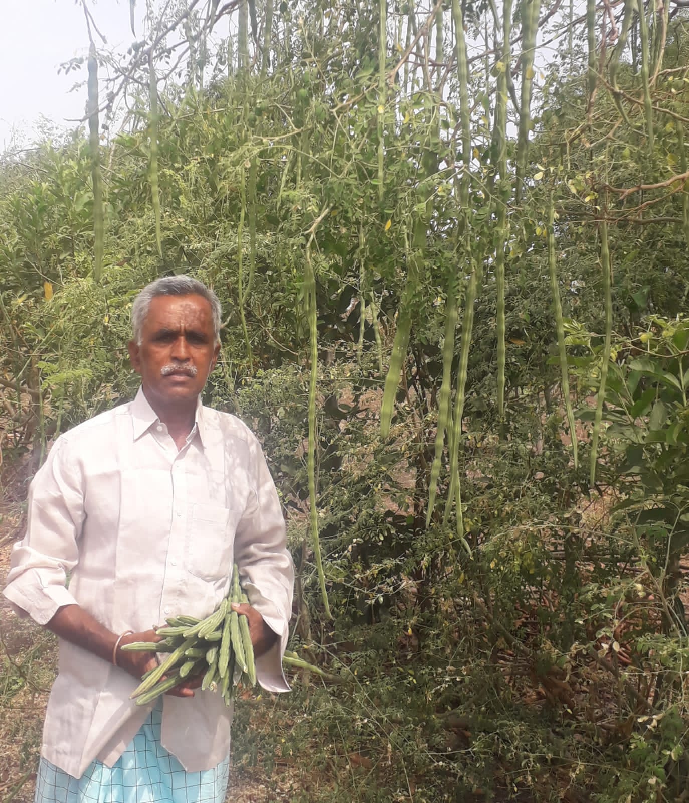 efs_印度项目，农民种植作物