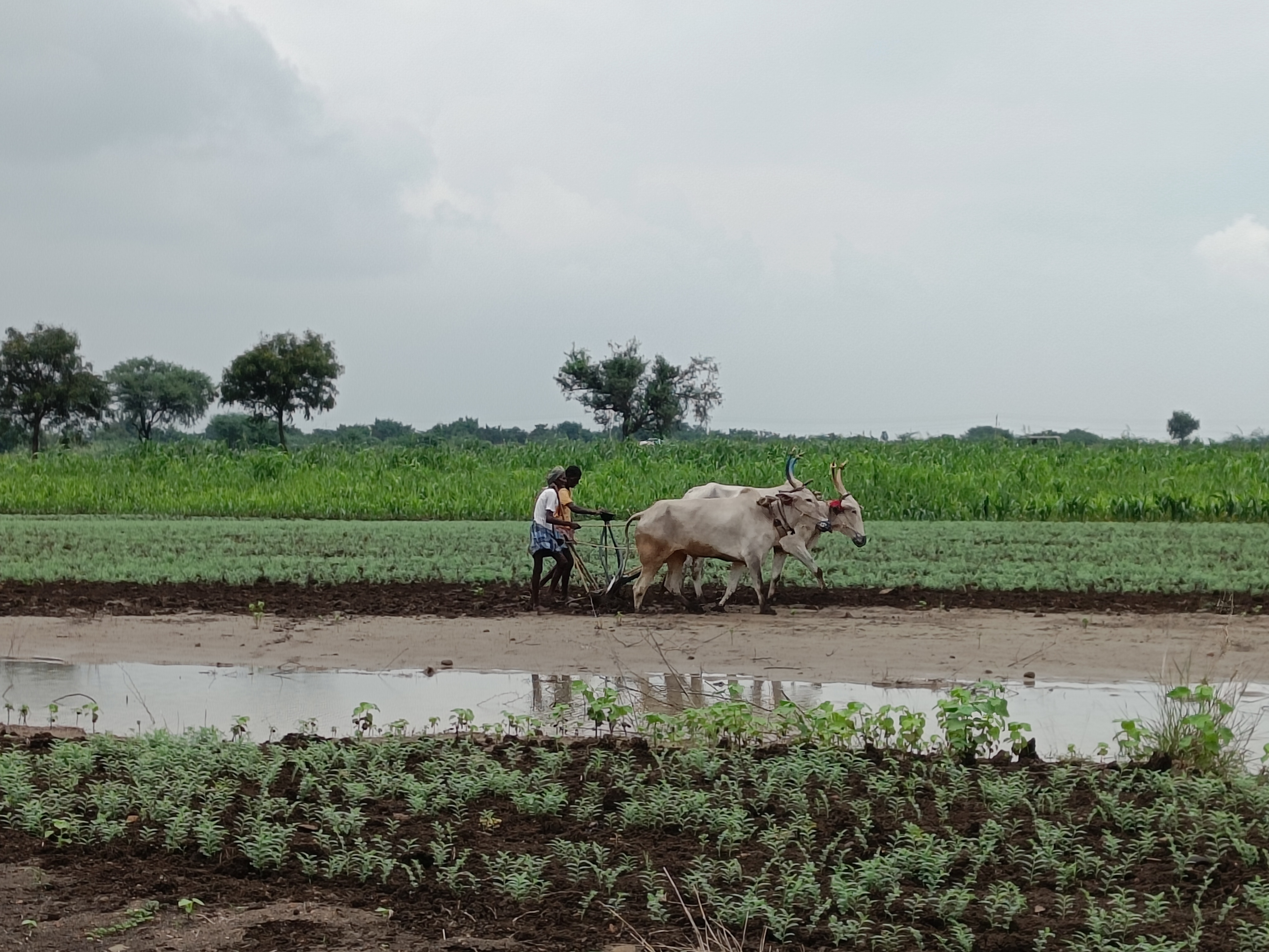 efs_印度项目——印度农业