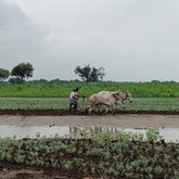 将企业责任落实到印度乡村的气候行动中